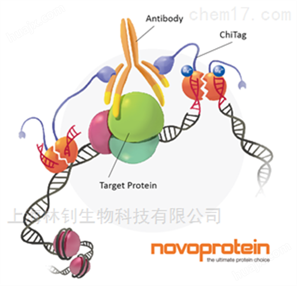 近岸蛋白Novoprotein细胞因子